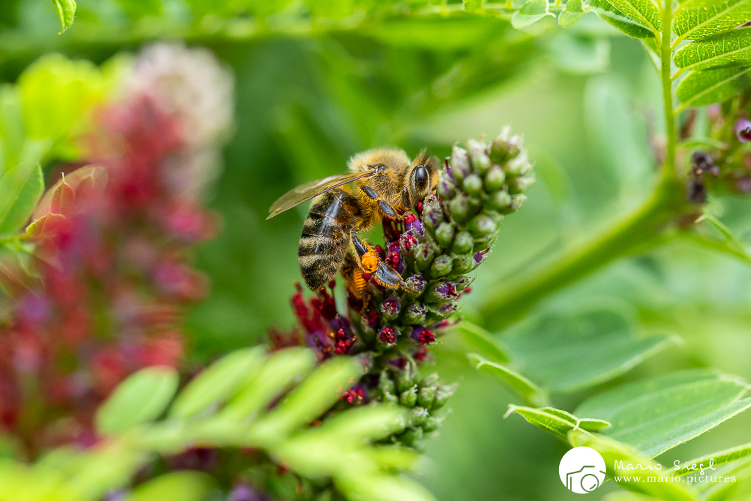 Biene beim sammeln von Nektar