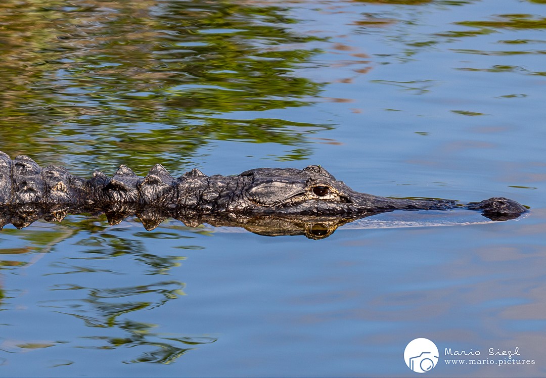 Krokodil in den Everglades